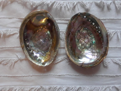 Abalone Shell